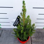 Smrek biely (Picea glauca) ´CONICA´ – výška 50-60 cm, kont. C4L